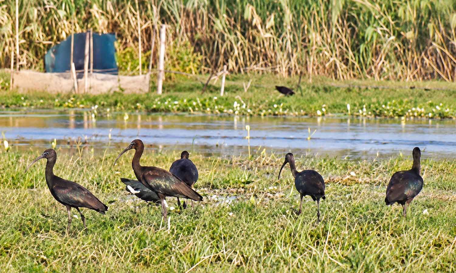 Odisha Sets Up 22 Camps to Protect Chilika’s Migratory Birds