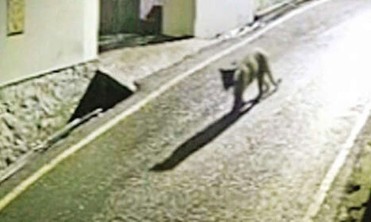 Leopard Video Raises Alarm in Nilgiris Village Near Kotagiri