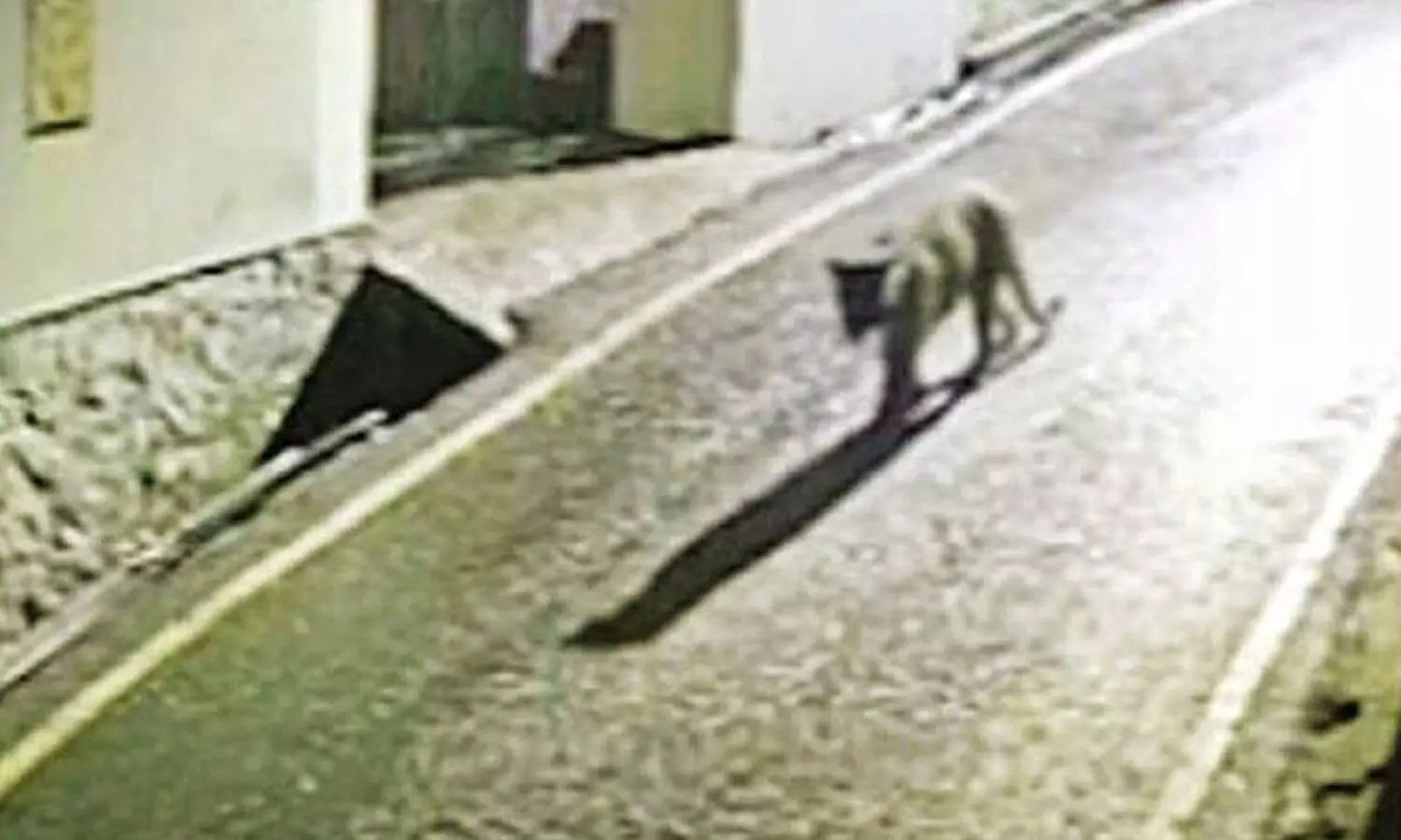 Leopard video sparks fear near Kotagiri in Nilgiris Leopard video sparks fear near Kotagiri in Nilgiris