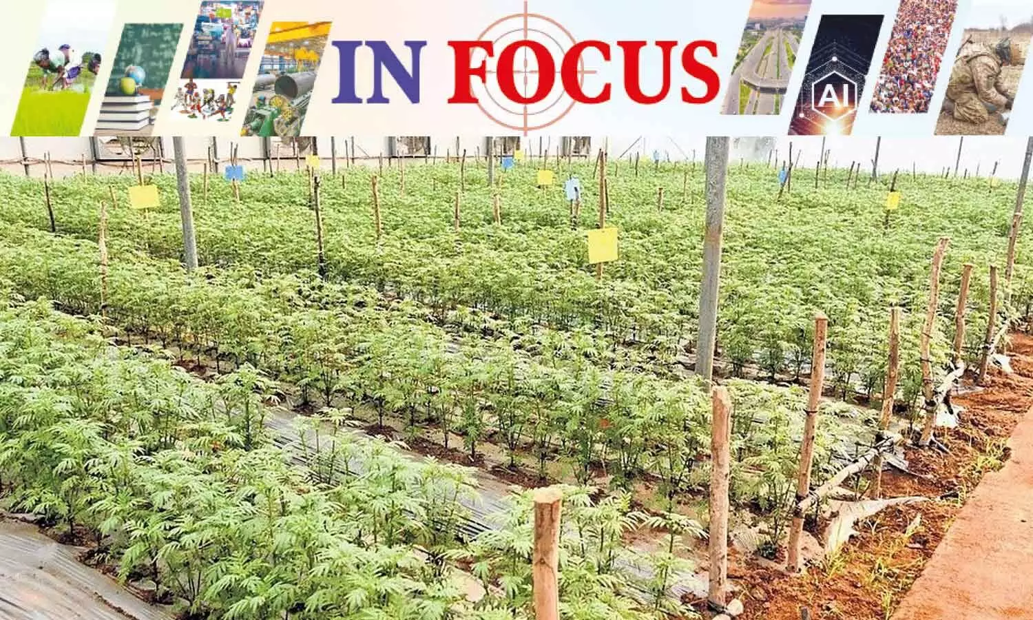 Getting down to the nitty-gritty of horticulture devpt roadmap Getting down to the nitty-gritty of horticulture devpt roadmap