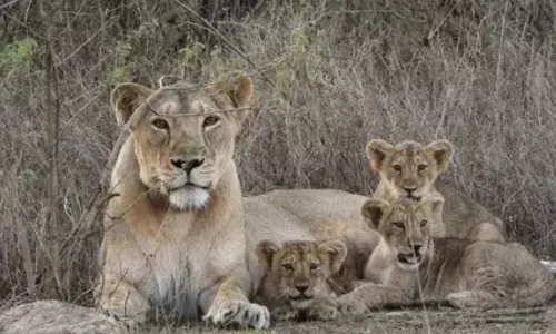 Barda Wildlife Sanctuary in Gujarat’s Saurashtra region can support a long-term population of Asiatic lions