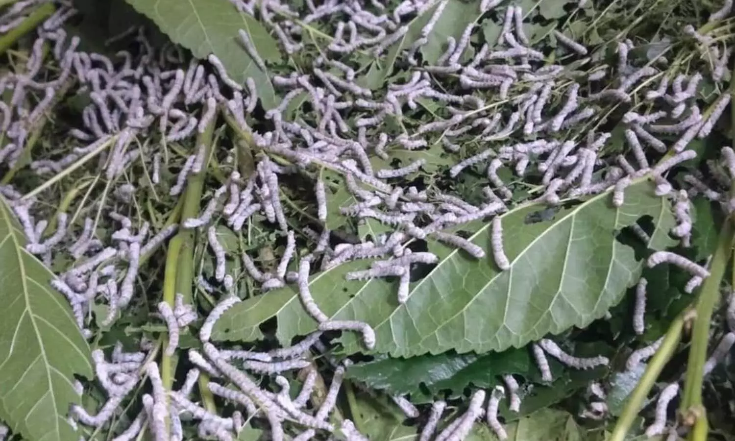 Tamil Nadu: Cocoon arrivals fall as water scarcity hits Coimbatore sericulture Tamil Nadu: Cocoon arrivals fall as water scarcity hits Coimbatore sericulture