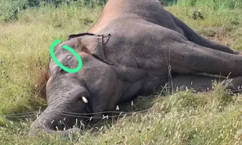 A 15-year-old male elephant was found dead in a field in Madhya Pradeshs