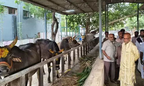 TTD Additional EO donates  5 indigenous cows to SV Gosamrakshana Shala