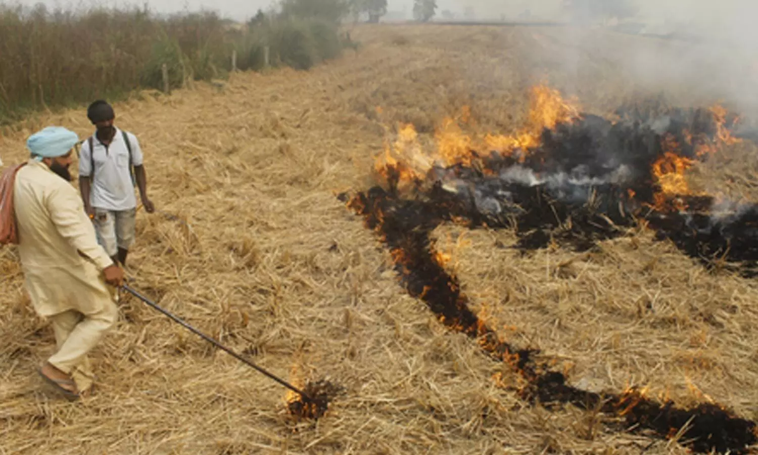 Punjab reports 510 stubble burning incidents; fines imposed in 184 cases Punjab reports 510 stubble burning incidents; fines imposed in 184 cases