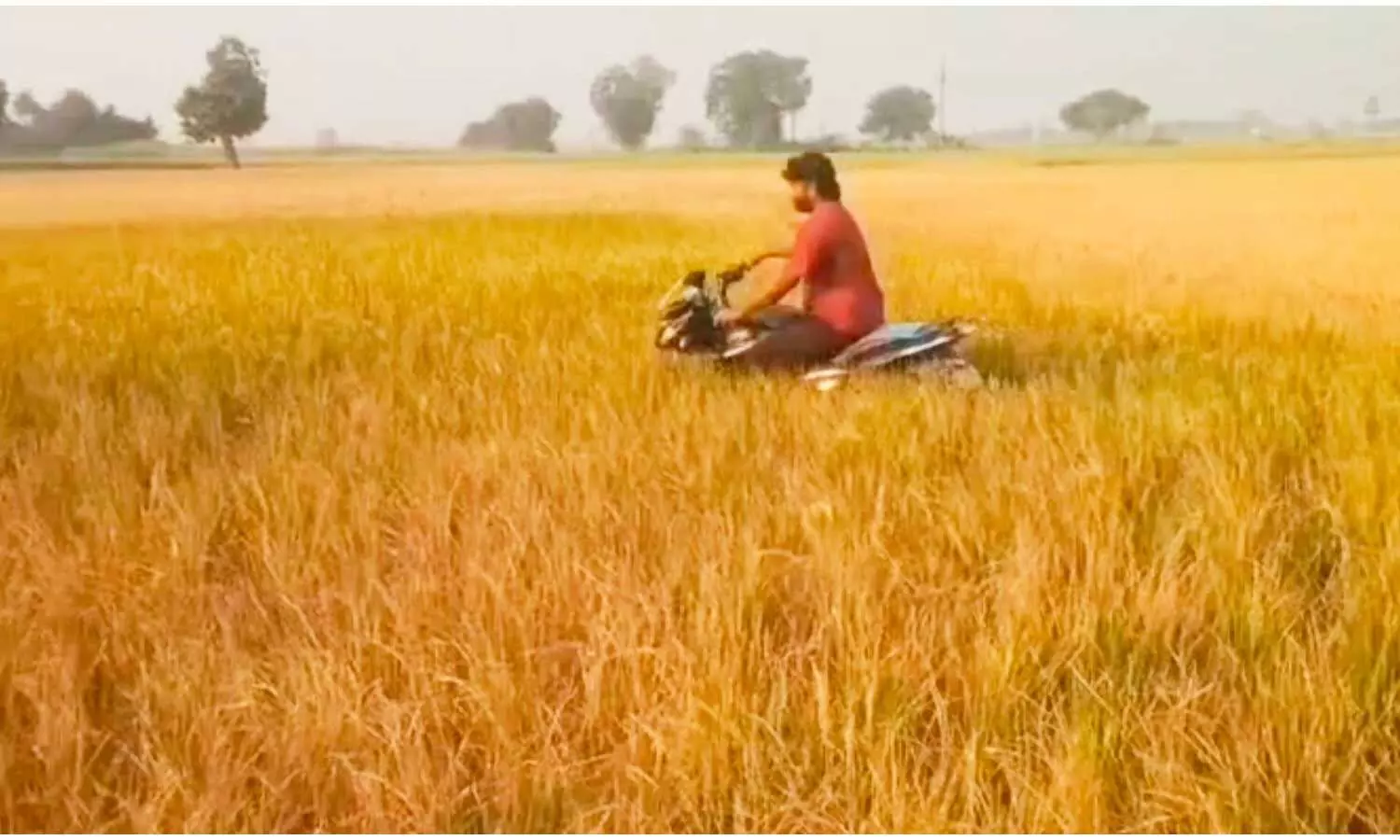 Farmer rides motorcycle through dried paddy field in protest Farmer rides motorcycle through dried paddy field in protest