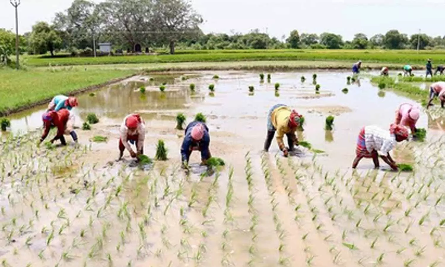 TN delta farmers seek urgent action as excessive rainwater threatens samba crop TN delta farmers seek urgent action as excessive rainwater threatens samba crop