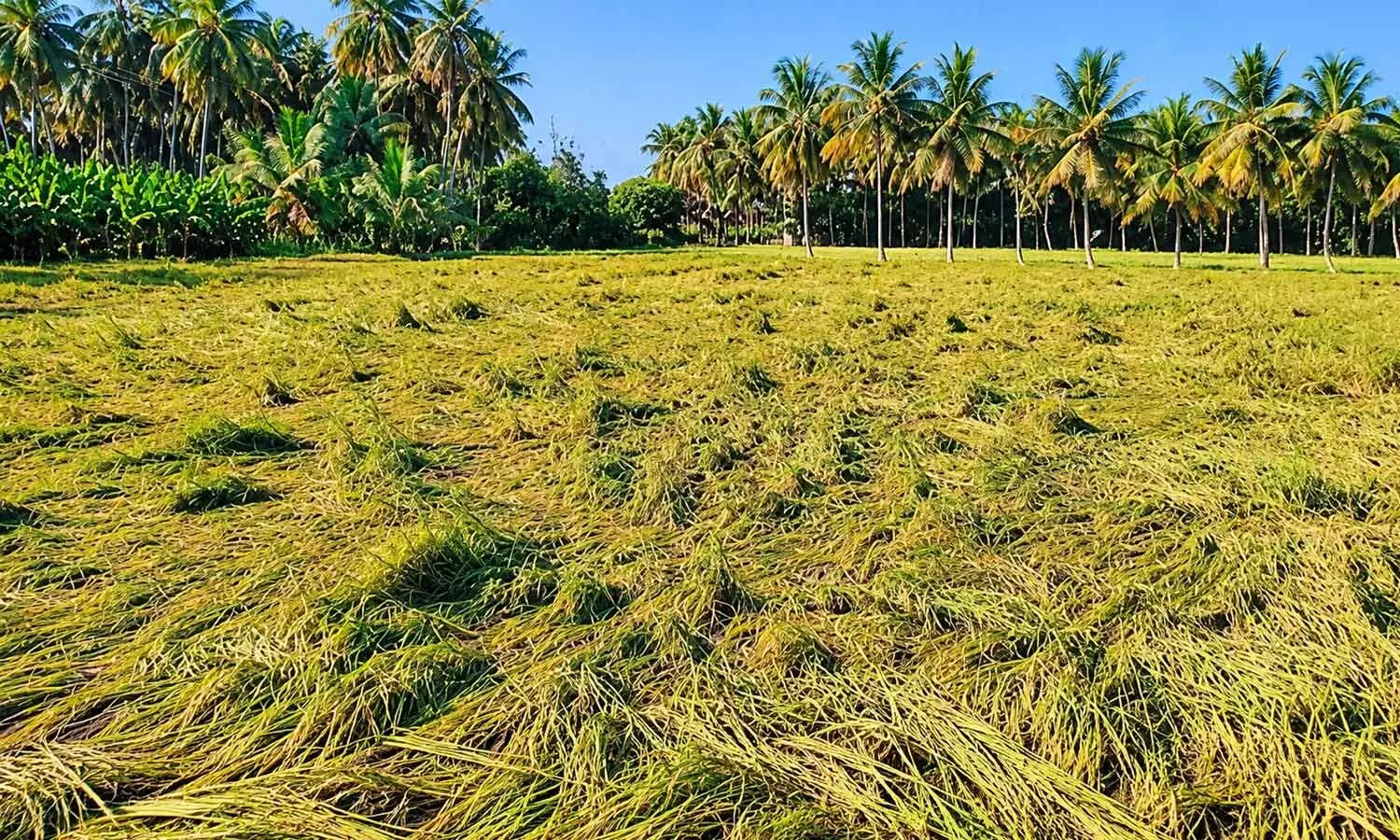 Paddy crop inundated in 6,199 hectares Paddy crop inundated in 6,199 hectares
