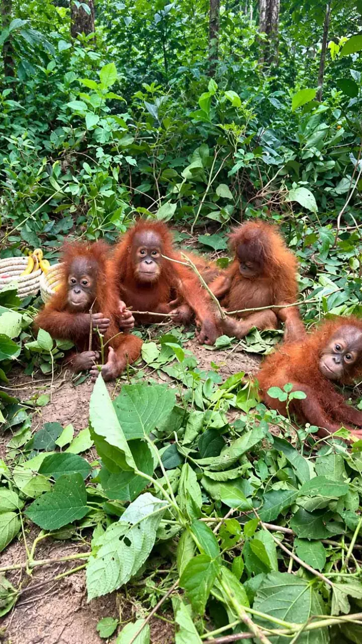 7 Things To Know About Five Baby Orangutans Found Abandoned In Odisha 7 Things To Know About Five Baby Orangutans Found Abandoned In Odisha