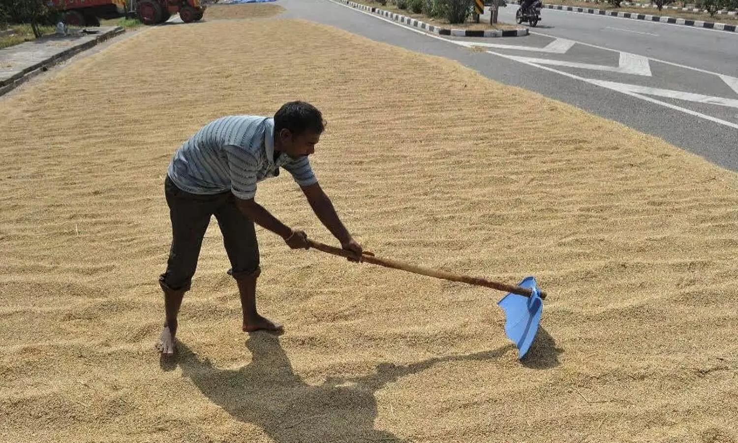 Heaps of drying paddy on roads pose threat to motorists Heaps of drying paddy on roads pose threat to motorists