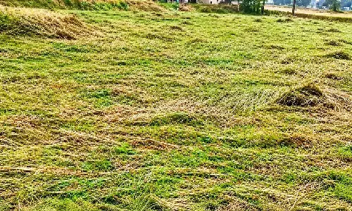 Cyclone leaves farmers staring at ruined harvests Cyclone leaves farmers staring at ruined harvests