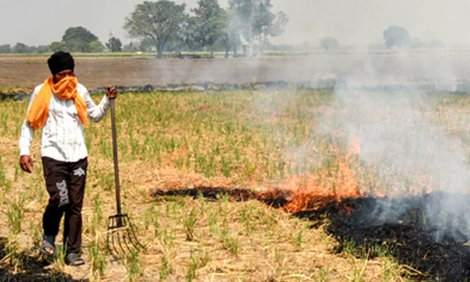 Punjab records 1,007 stubble-burning cases; Tarn Taran tops list with 397 incidents Punjab records 1,007 stubble-burning cases; Tarn Taran tops list with 397 incidents