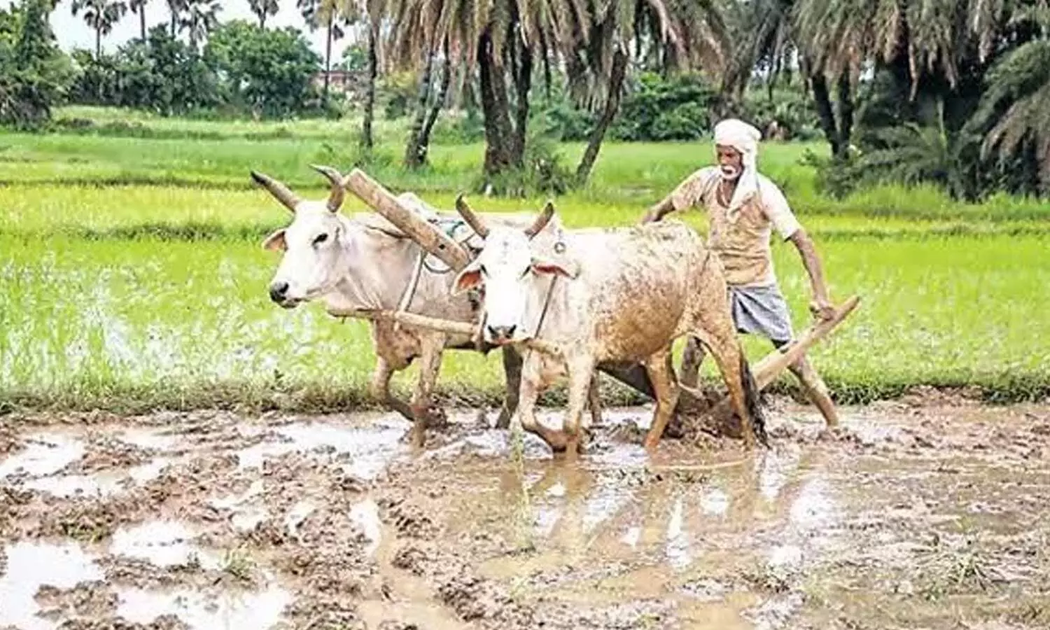 Rs 2,234-cr funds credited to farmers’ accounts Rs 2,234-cr funds credited to farmers’ accounts