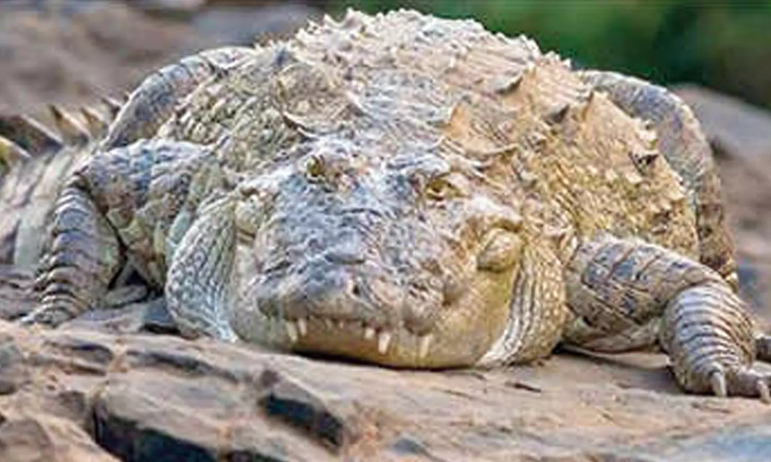 Flood sparks crocodile fear Flood sparks crocodile fear