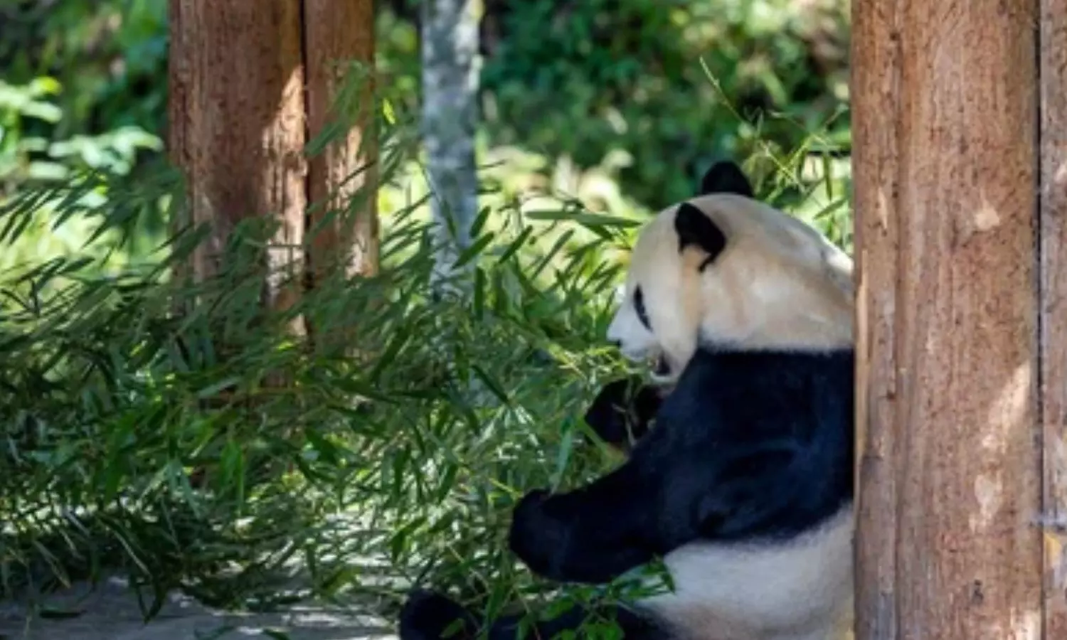 Chinas panda diplomacy now appears to be losing its influence Chinas panda diplomacy now appears to be losing its influence
