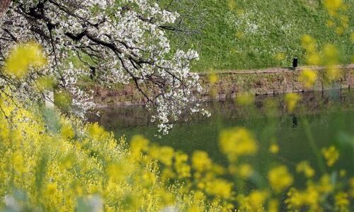 Yokohamas blooming cherry blossoms