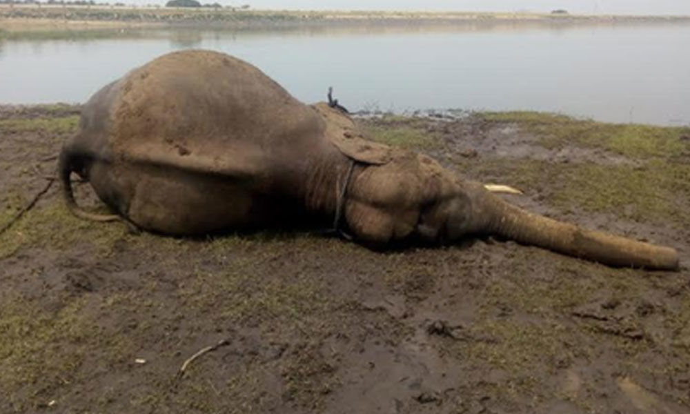 5-year-old elephant found dead near Coimbatore