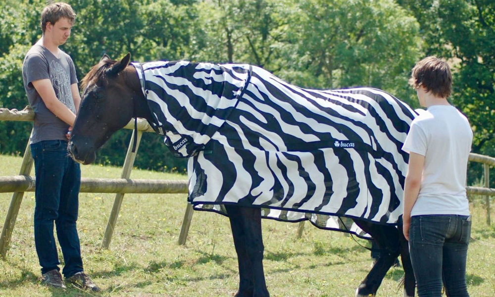 Why do zebras have stripes? To keep the flies off, say scientists