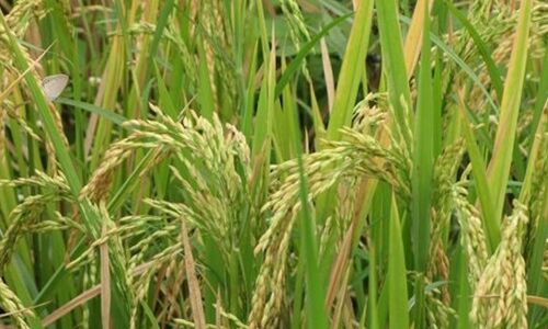 Kharif procurement ends on Mar 15