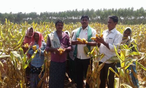 Support price for maize seed demanded