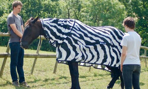 Why do zebras have stripes? To keep the flies off, say scientists