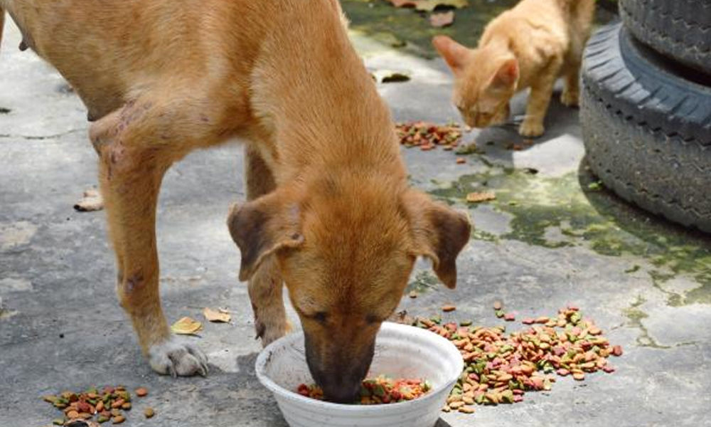 Women assaulted by locals for feeding stray dogs