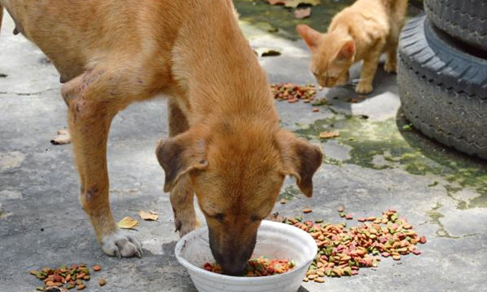 feeding stray dogs download