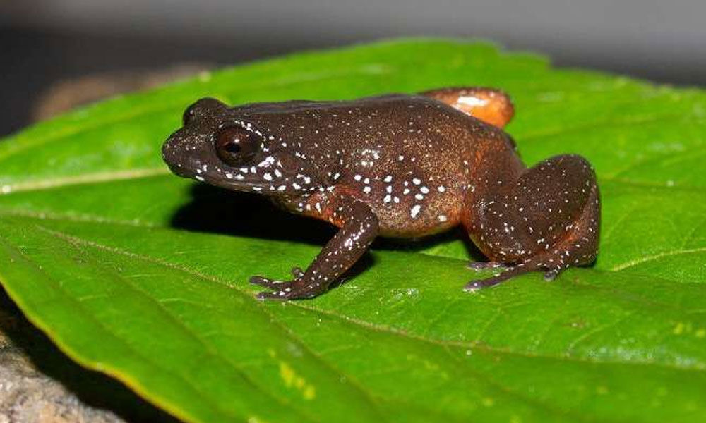 New species of starry dwarf frog found in Western Ghats