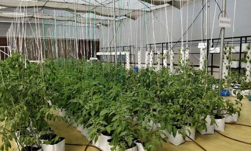 Vertical farms to scale up traditional farming