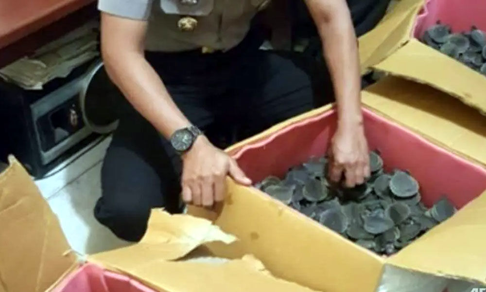 Smuggler arrested in Indonesia with over 2,000 endangered turtles