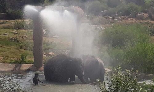 Zoo inmates keep cool as staff take all measures