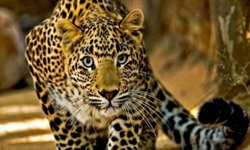 Maharashtra: 4-year-old girl killed by leopard in Nashik