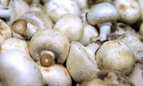 Mushrooms may prevent cognitive decline in elderly