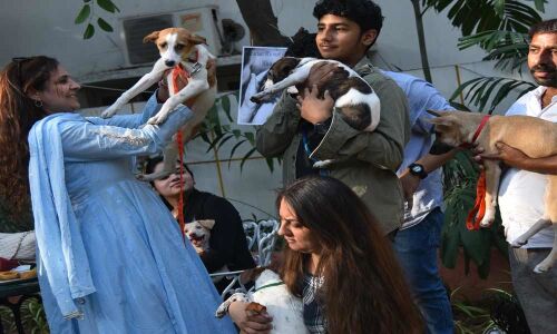 Lovely stray puppies up for adoption