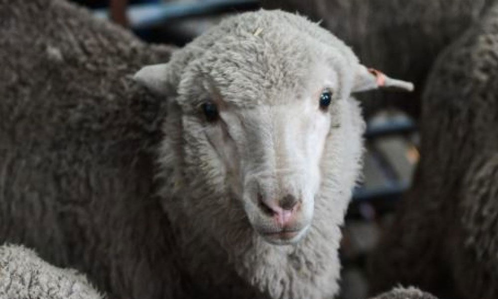 Sheep impregnated using 50-year-old sperm