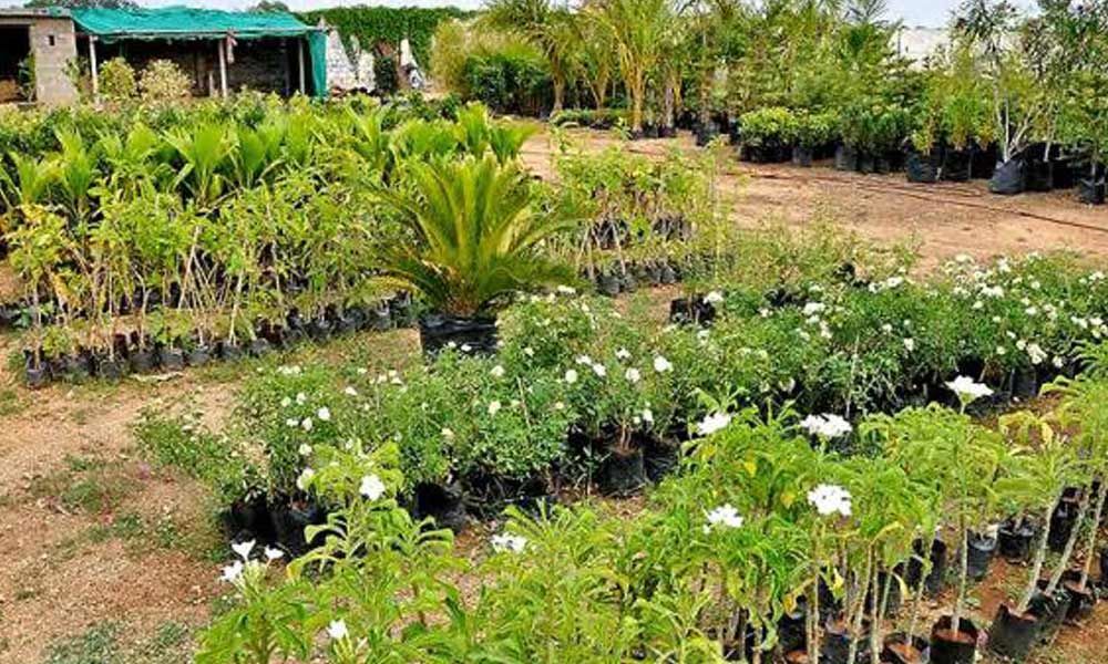 Officials gear up for 5th Haritha Haram