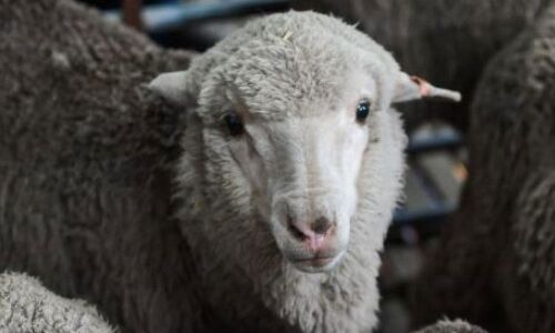Sheep impregnated using 50-year-old sperm
