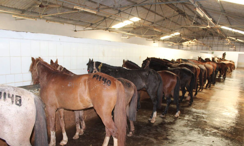 Plea opposes use of horses for anti-venoms, toxins