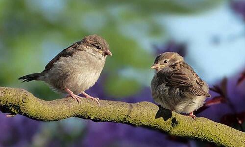 Sparrow conservation at zoo goes for a toss