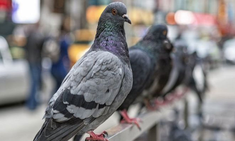 Pigeons do Air Patrolling in the sky to track Air Pollution Levels