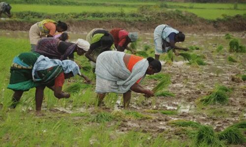 From farms to slums, Indian women on sharp end of jobs crisis