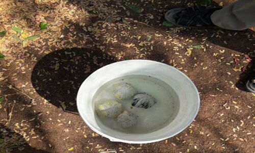 Country-made bombs found near YSRCP leaders house in Anantapur