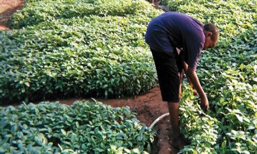 Measures apace to set up crop colonies