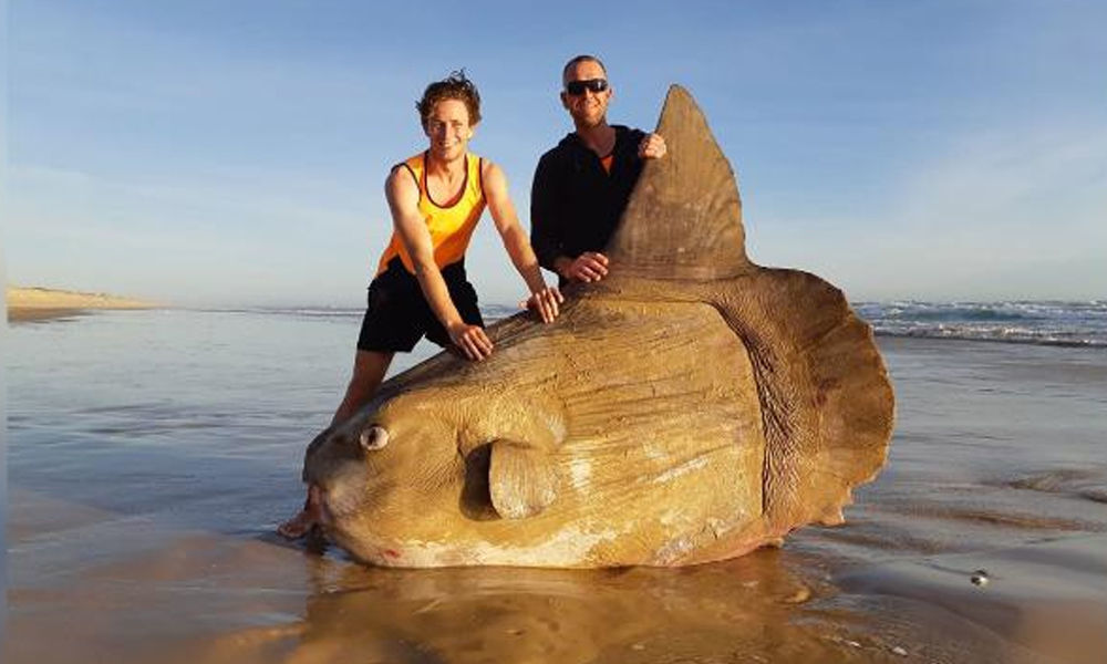 Ocean sunfish washed up on Australian beach