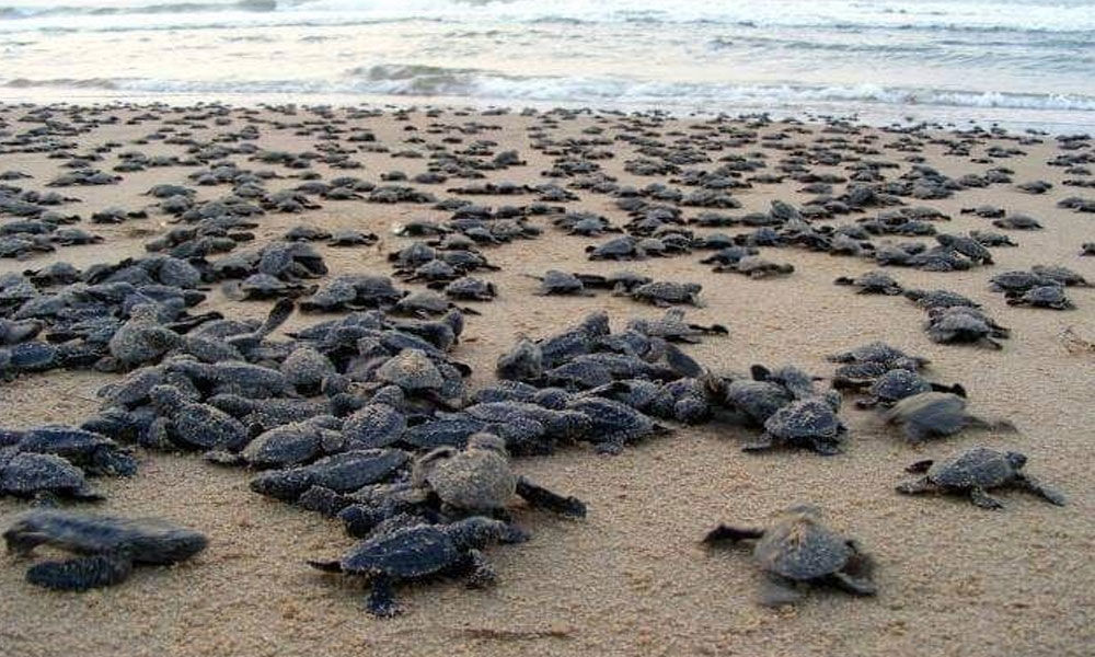 Olive Ridley hatchlings released into sea