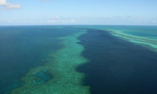 Man mauled in fourth shark attack on Barrier Reef in six months