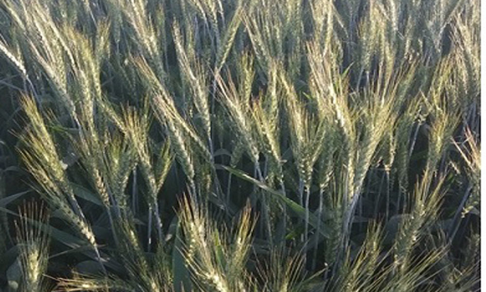 More nitrogen may help offset effect of climate change on wheat