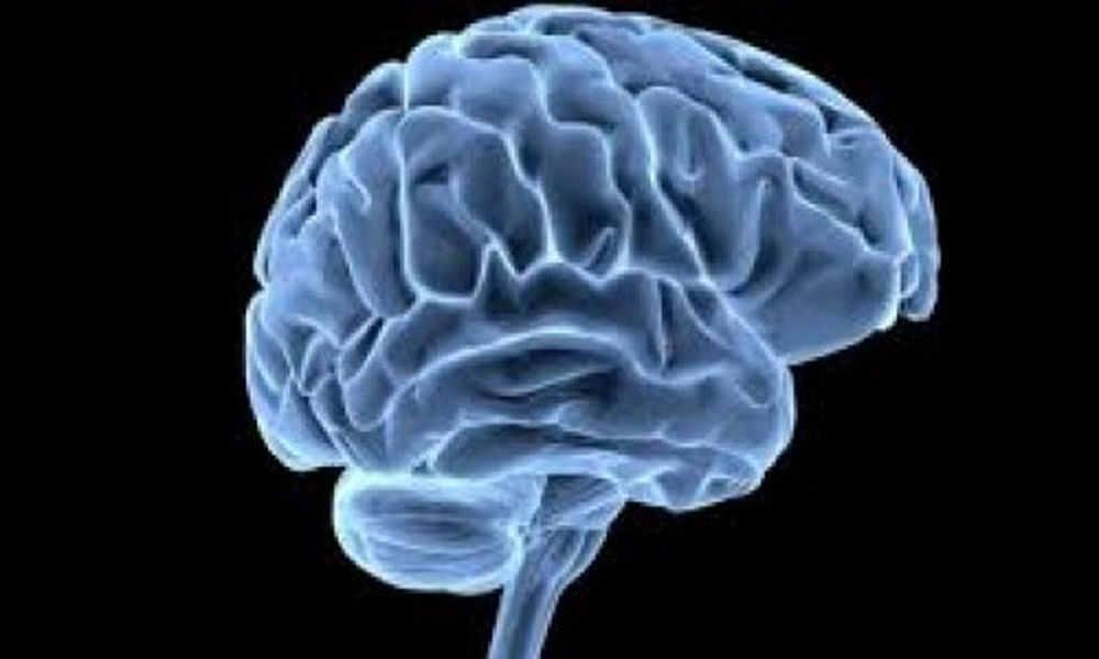 Human brain cells develop throughout life: Study