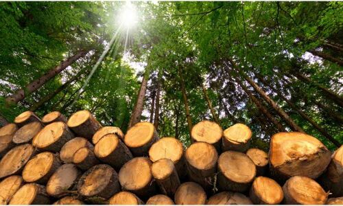 Wood-based flexible tech creates electricity from body heat