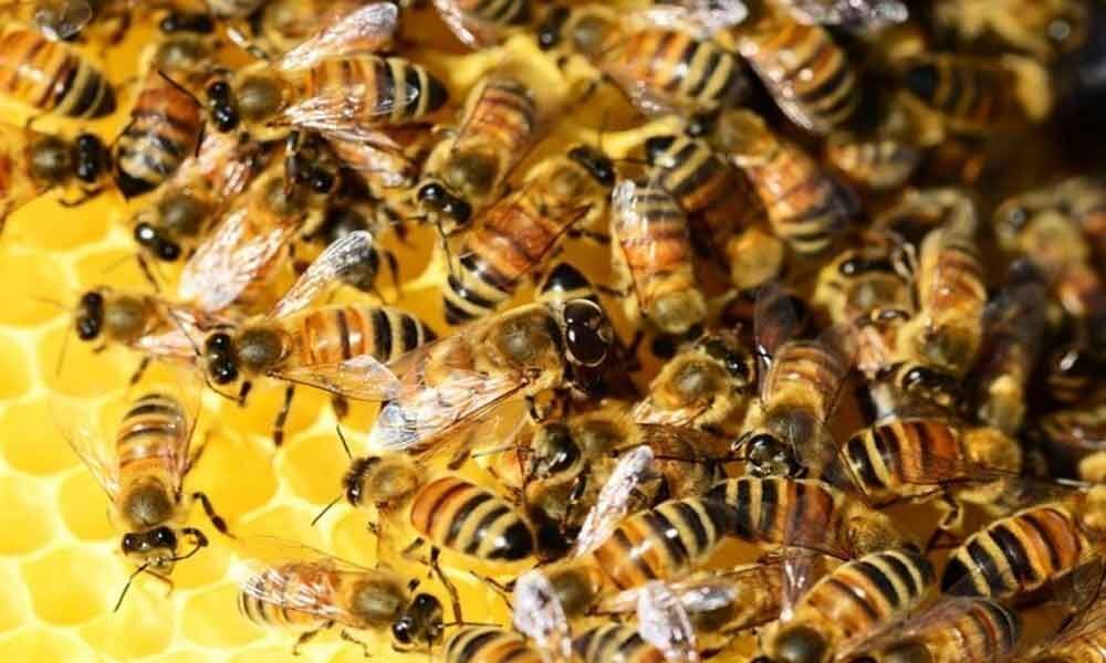 Rajasthan farmer killed by honeybees